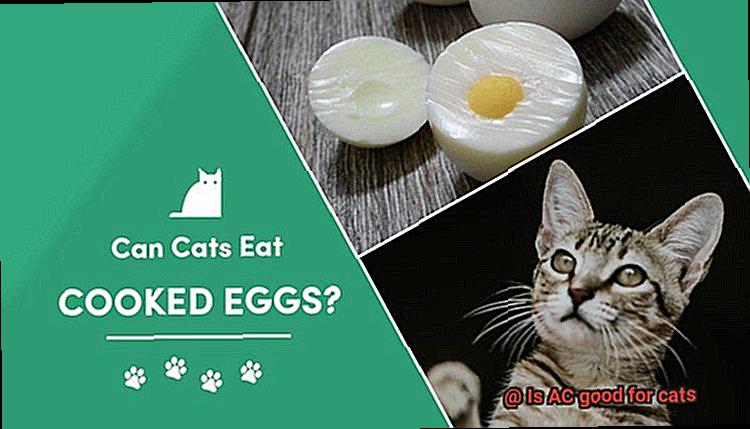 Is AC good for cats-3