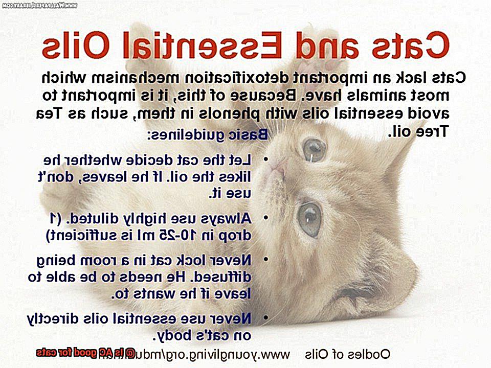 Is AC good for cats-6