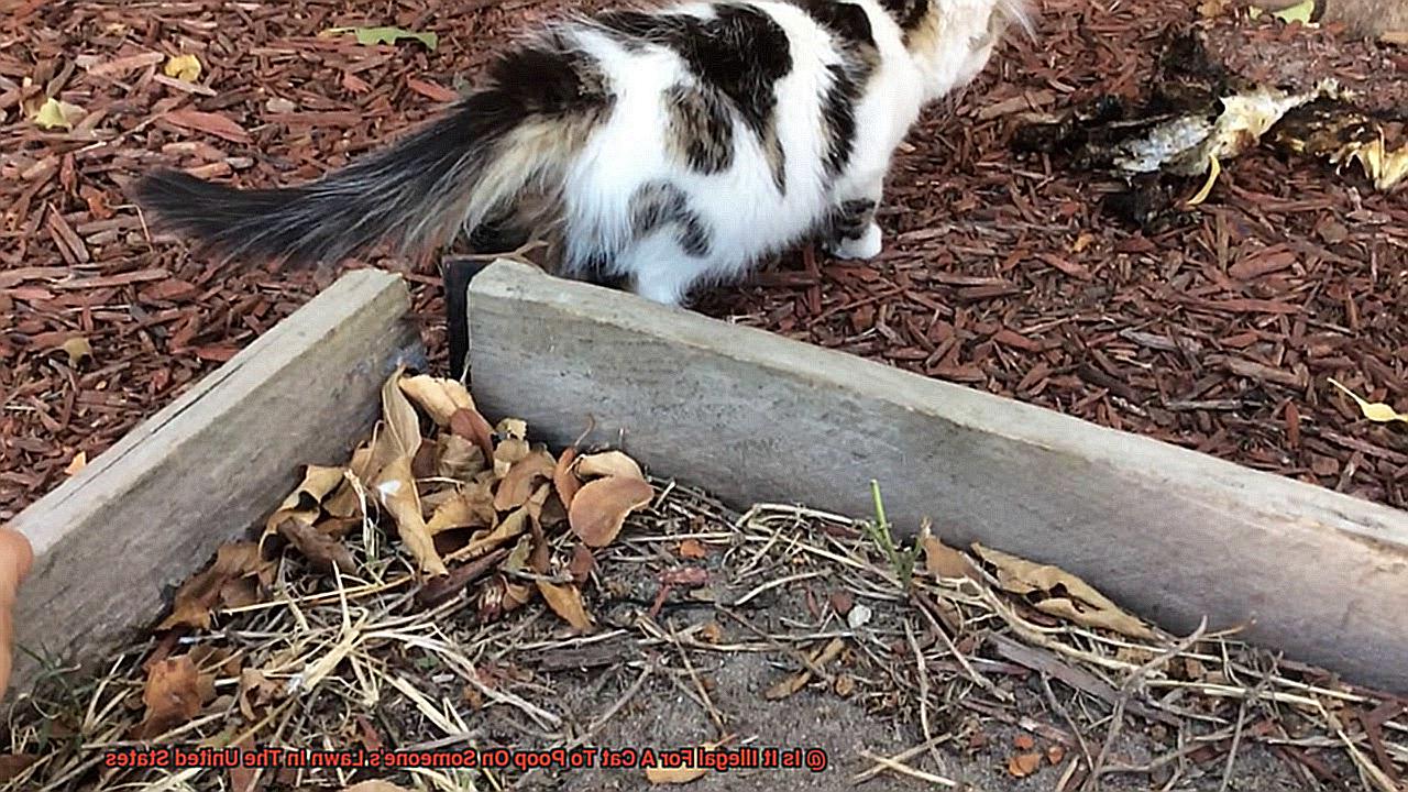 Is It Illegal For A Cat To Poop On Someone's Lawn In The United States-4