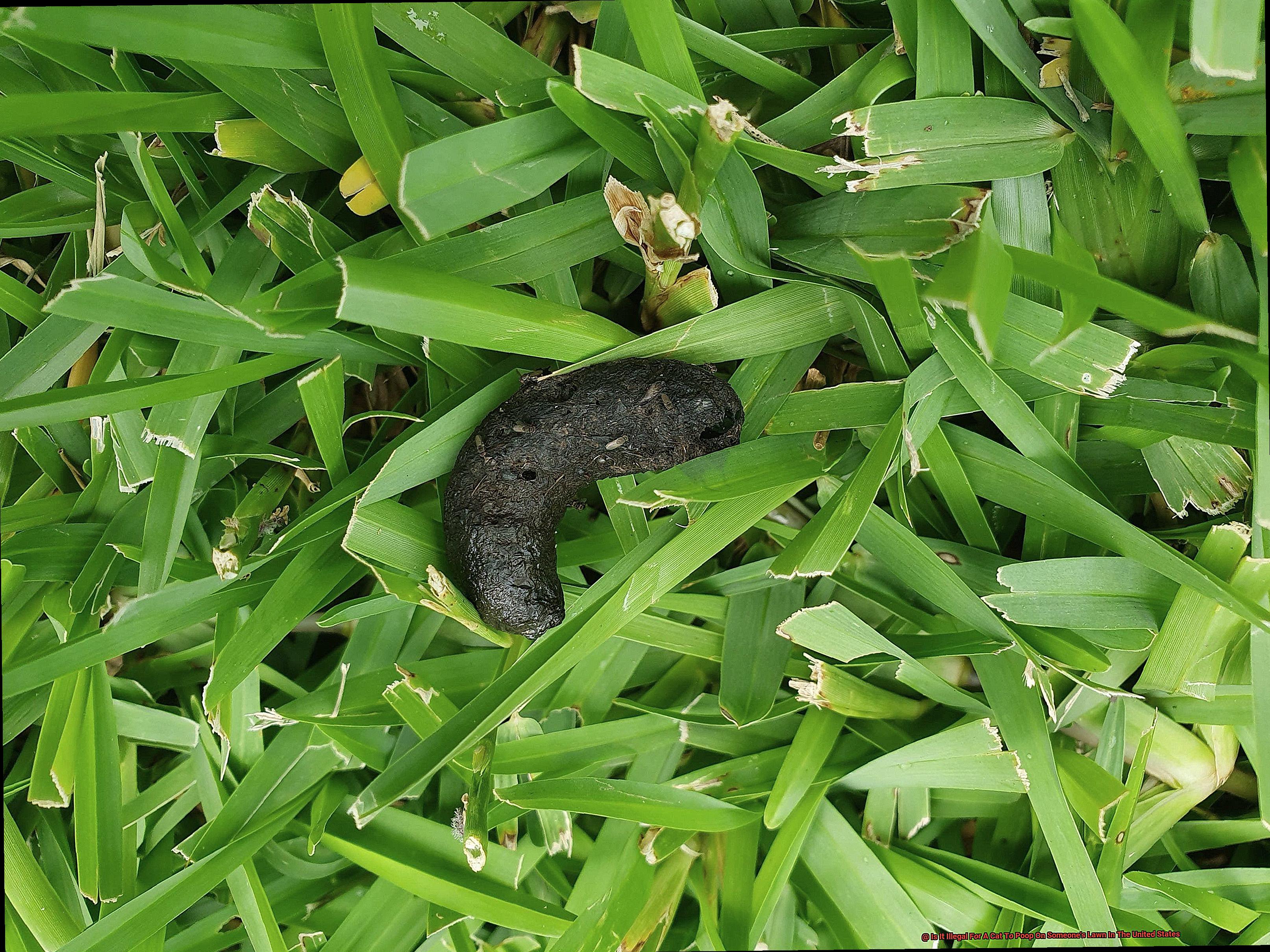 Is It Illegal For A Cat To Poop On Someone's Lawn In The United States-3