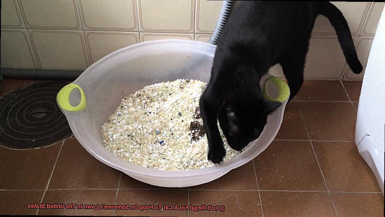 Is It Illegal For A Cat To Poop On Someone's Lawn In The United States-2