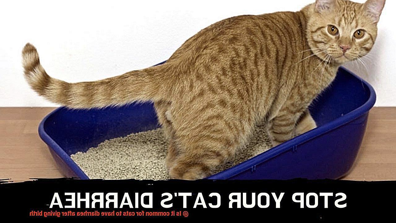 Is it common for cats to have diarrhea after giving birth-2