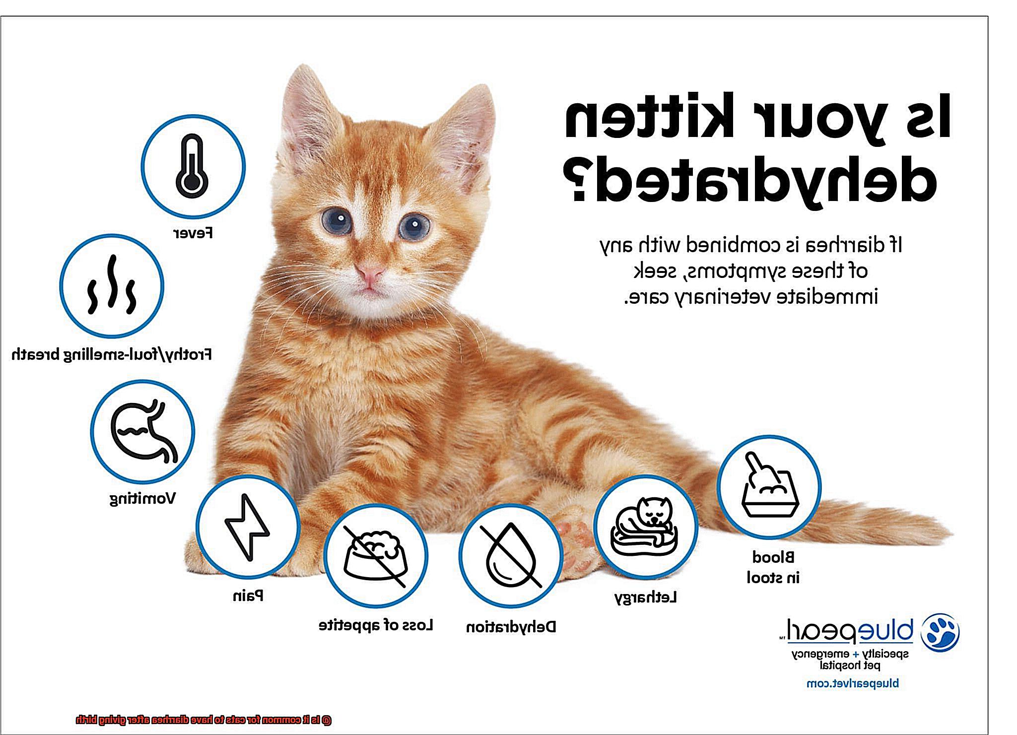 Is it common for cats to have diarrhea after giving birth-3