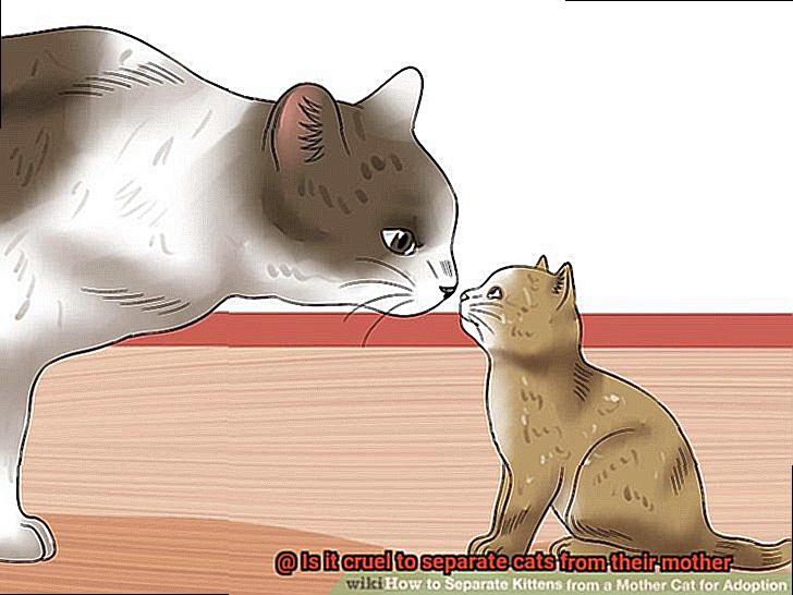 Is it cruel to separate cats from their mother-4