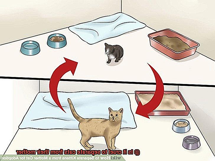 Is it cruel to separate cats from their mother-6