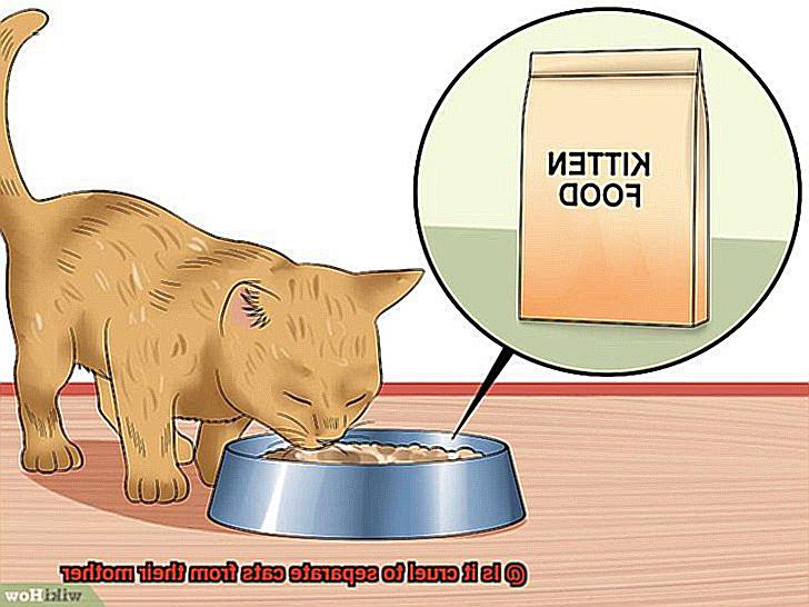 Is it cruel to separate cats from their mother-5