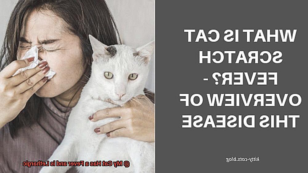 My Cat Has a Fever and is Lethargic-8