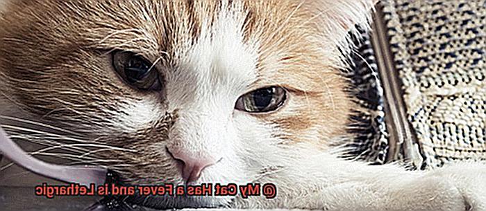 My Cat Has a Fever and is Lethargic-3