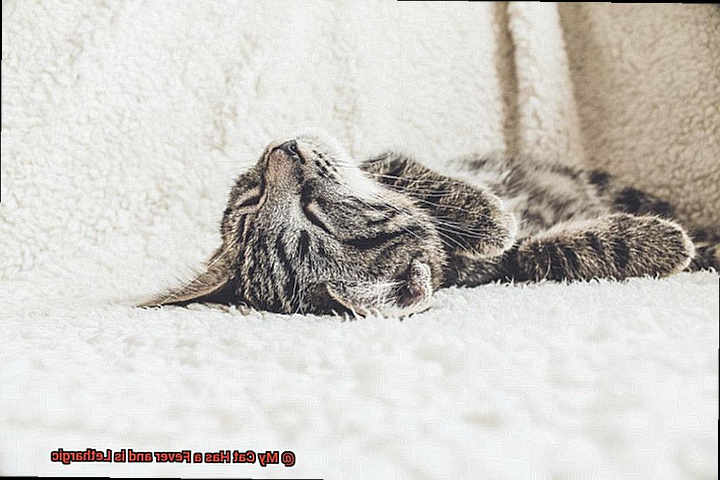 My Cat Has a Fever and is Lethargic-4