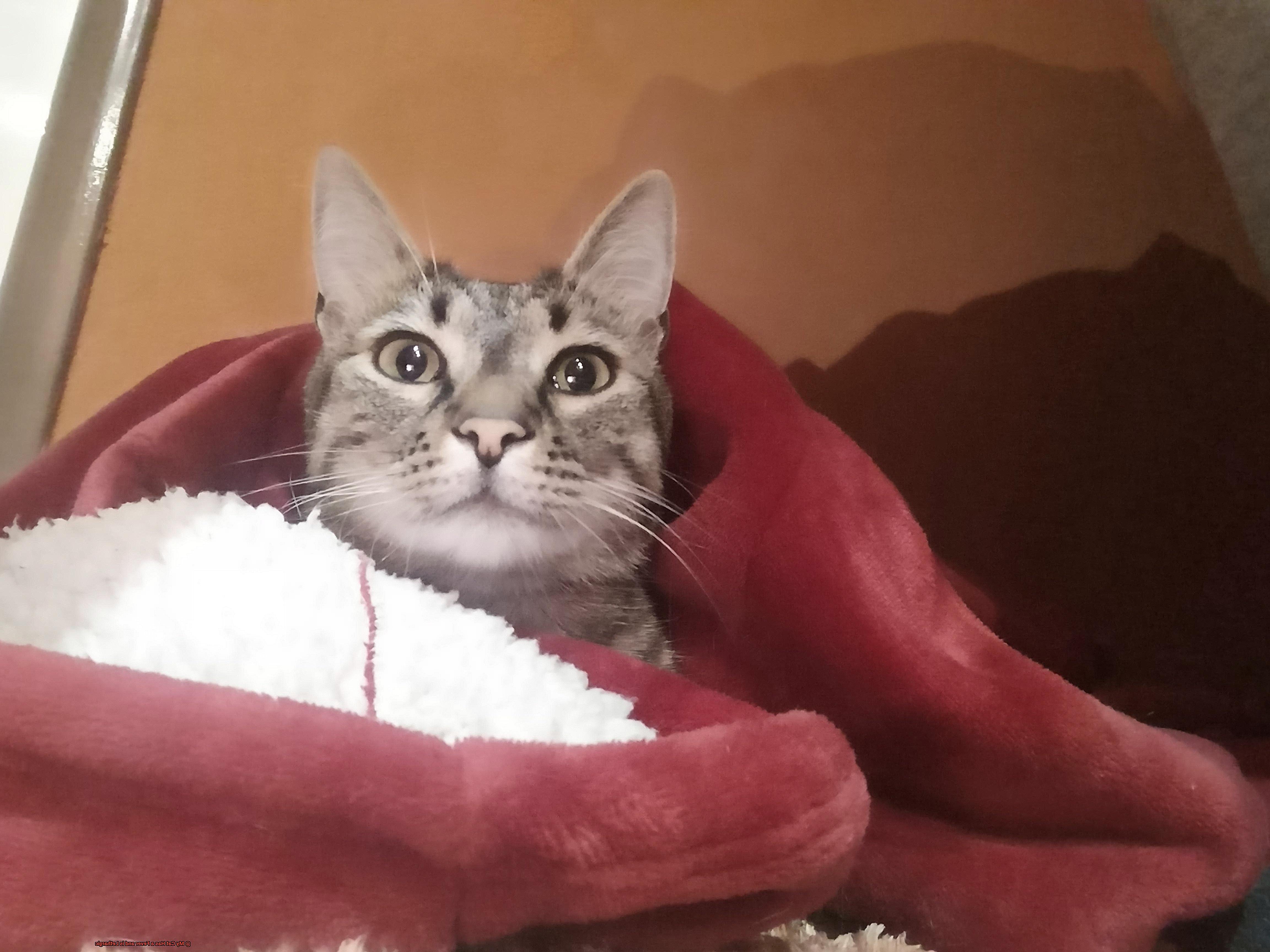 My Cat Has a Fever and is Lethargic-2