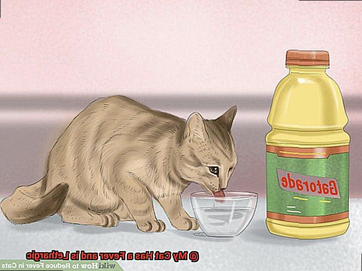 My Cat Has a Fever and is Lethargic-7