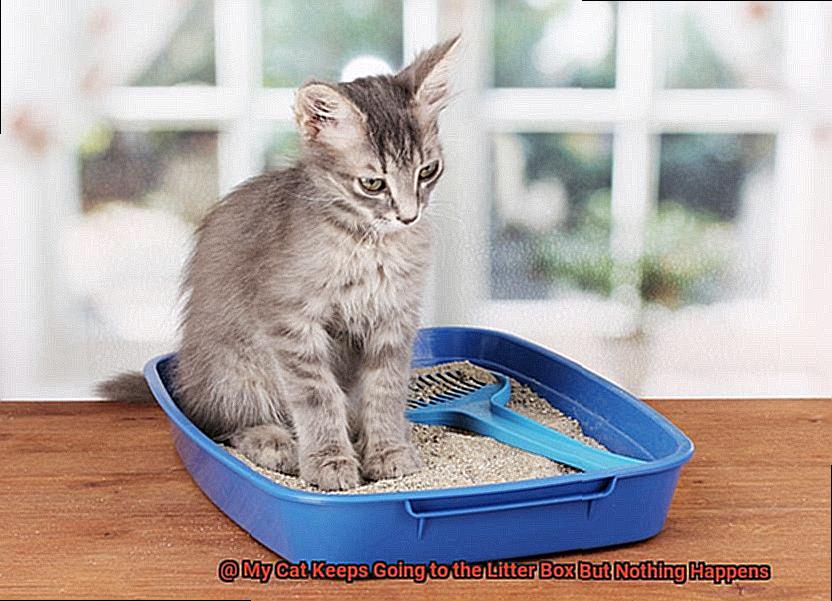 My Cat Keeps Going to the Litter Box But Nothing Happens-2