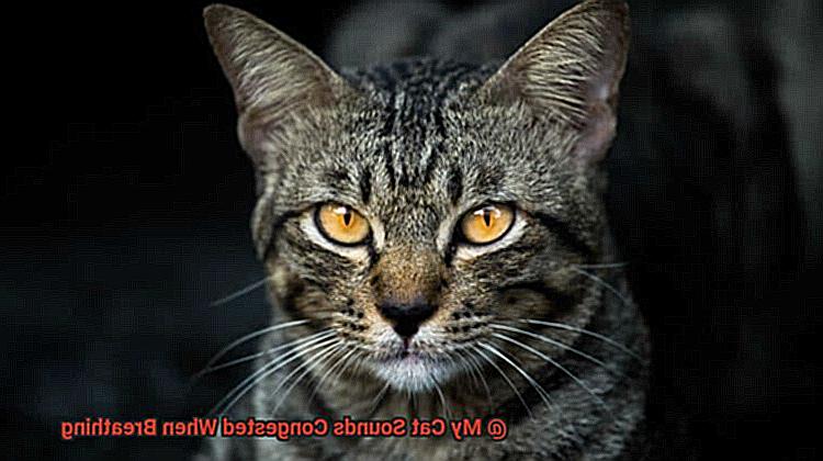 My Cat Sounds Congested When Breathing-2