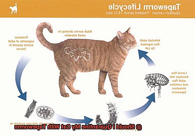 Should I Quarantine My Cat With Tapeworms-8