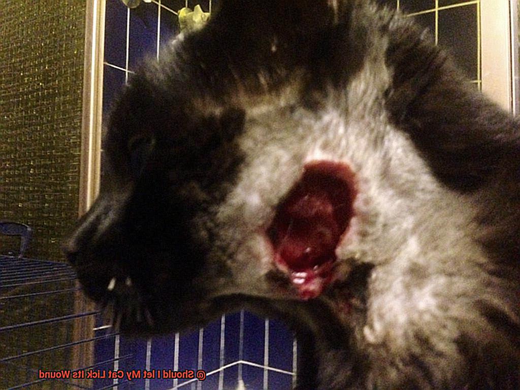 Should I let My Cat Lick Its Wound-4