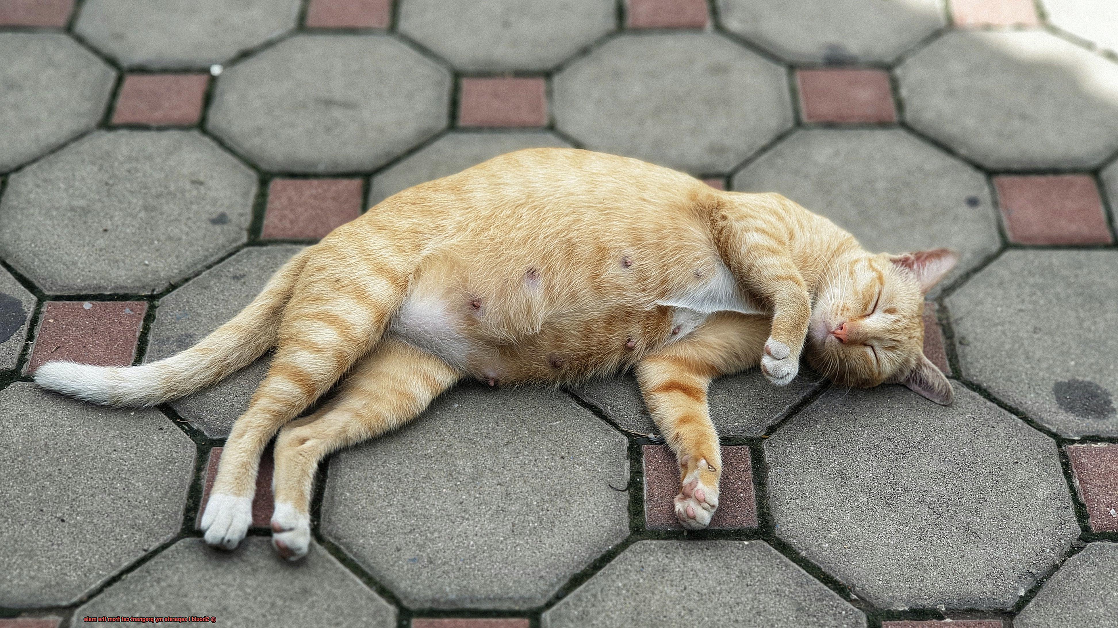 Should I separate my pregnant cat from the male-2