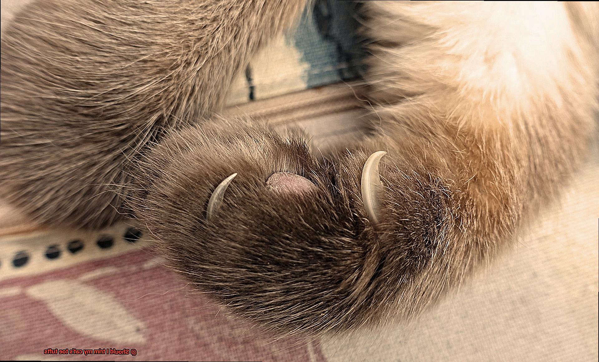 Should I trim my cat's toe tufts-6