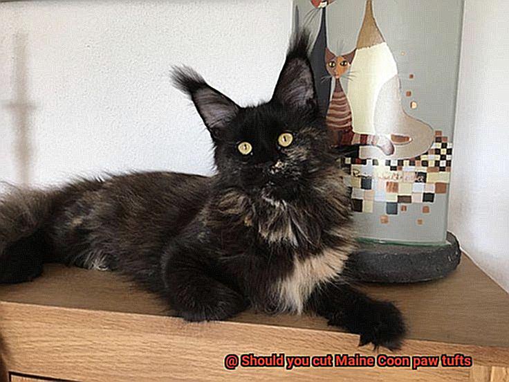 Should you cut Maine Coon paw tufts-5
