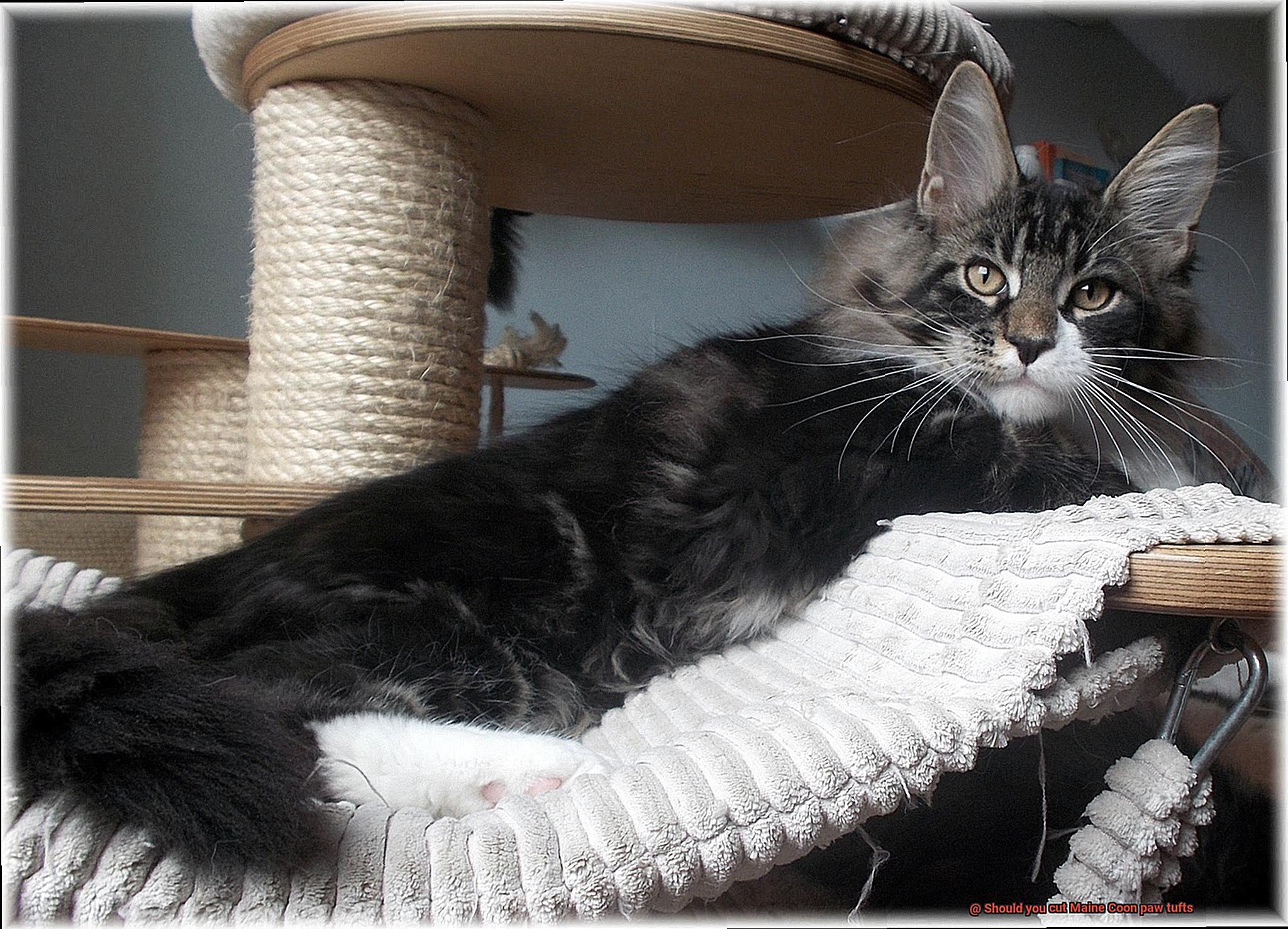 Should you cut Maine Coon paw tufts-2