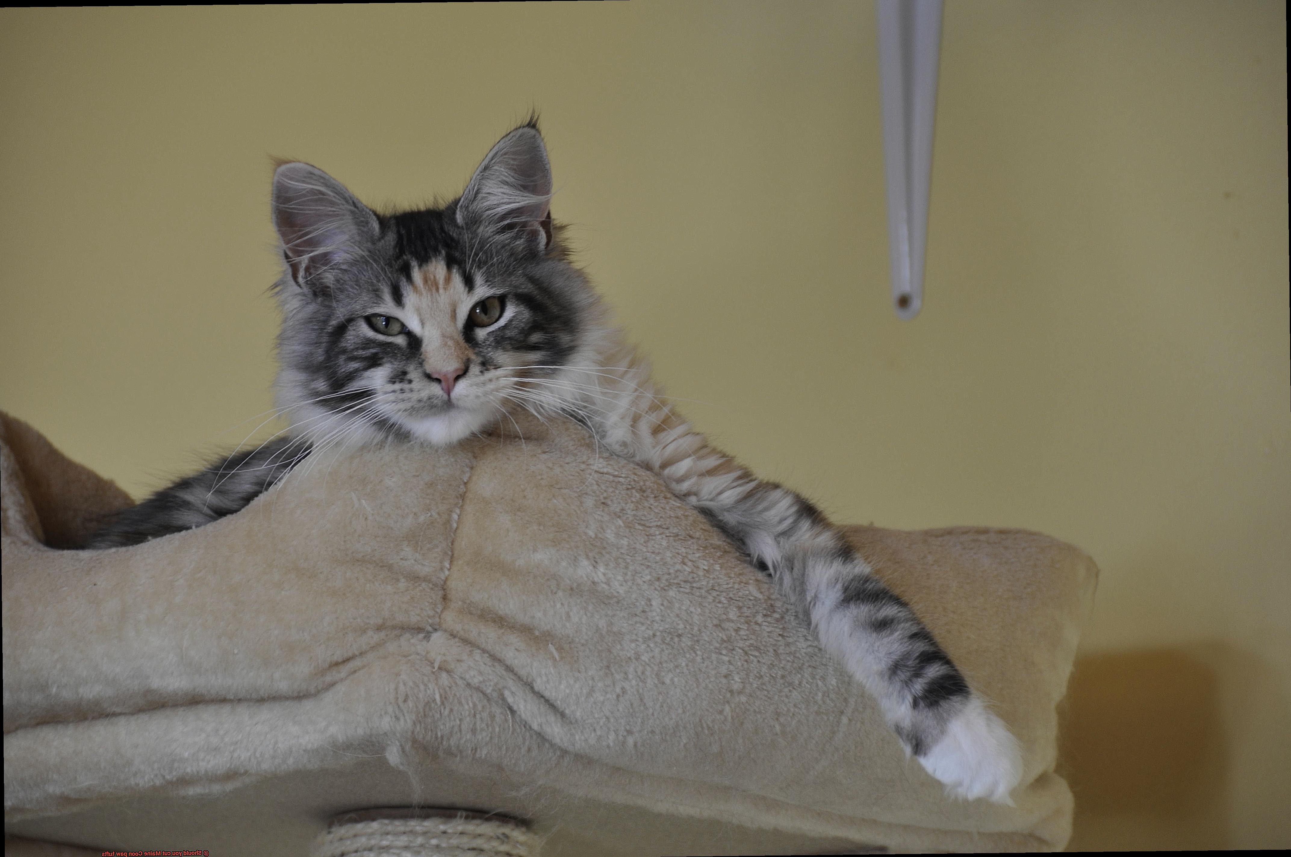 Should you cut Maine Coon paw tufts-6