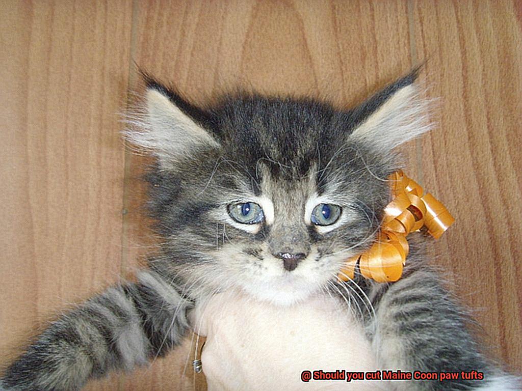 Should you cut Maine Coon paw tufts-3