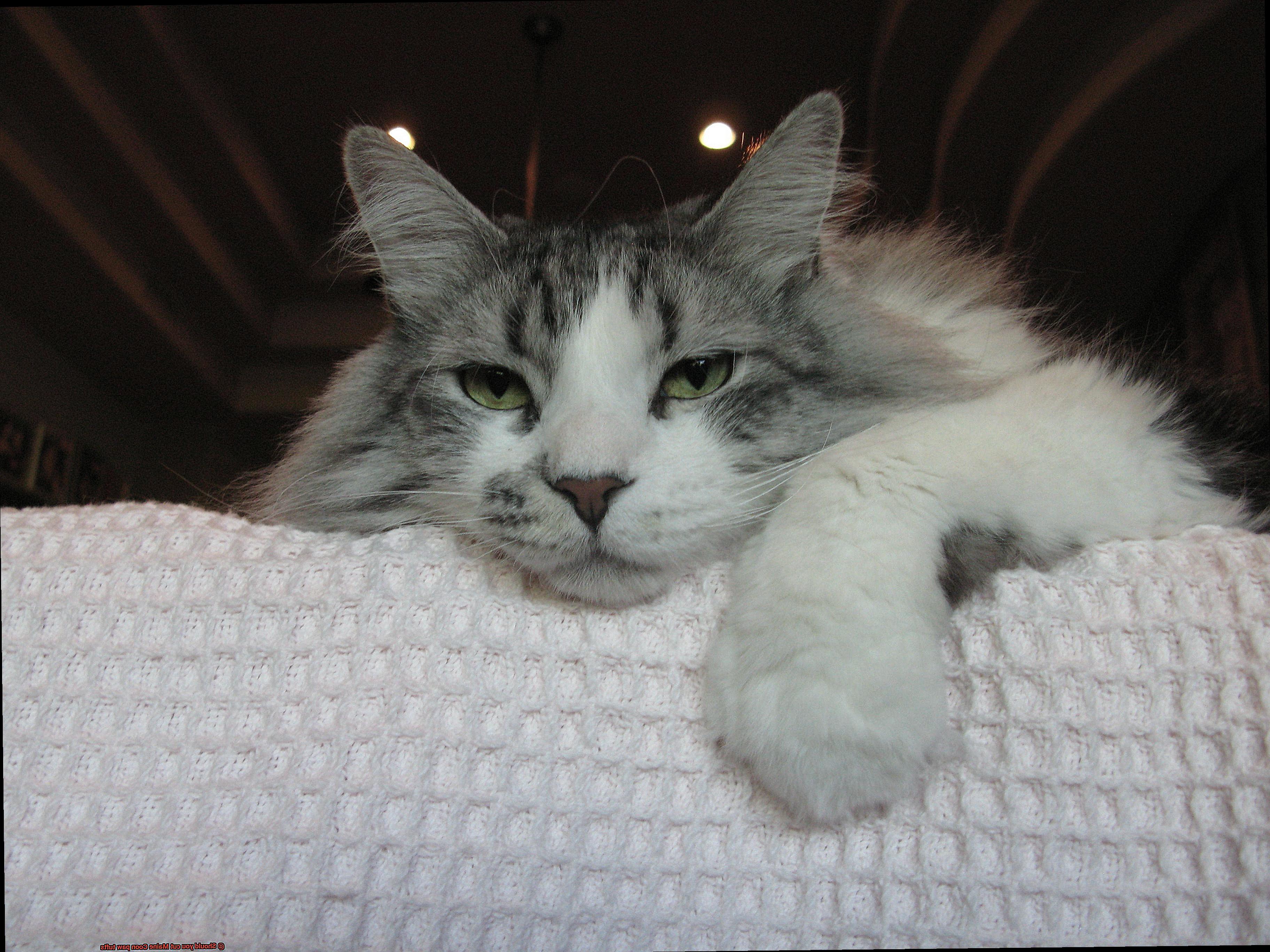 Should you cut Maine Coon paw tufts-7