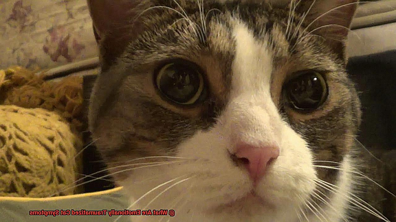 What Are Emotionally Traumatized Cat Symptoms-2