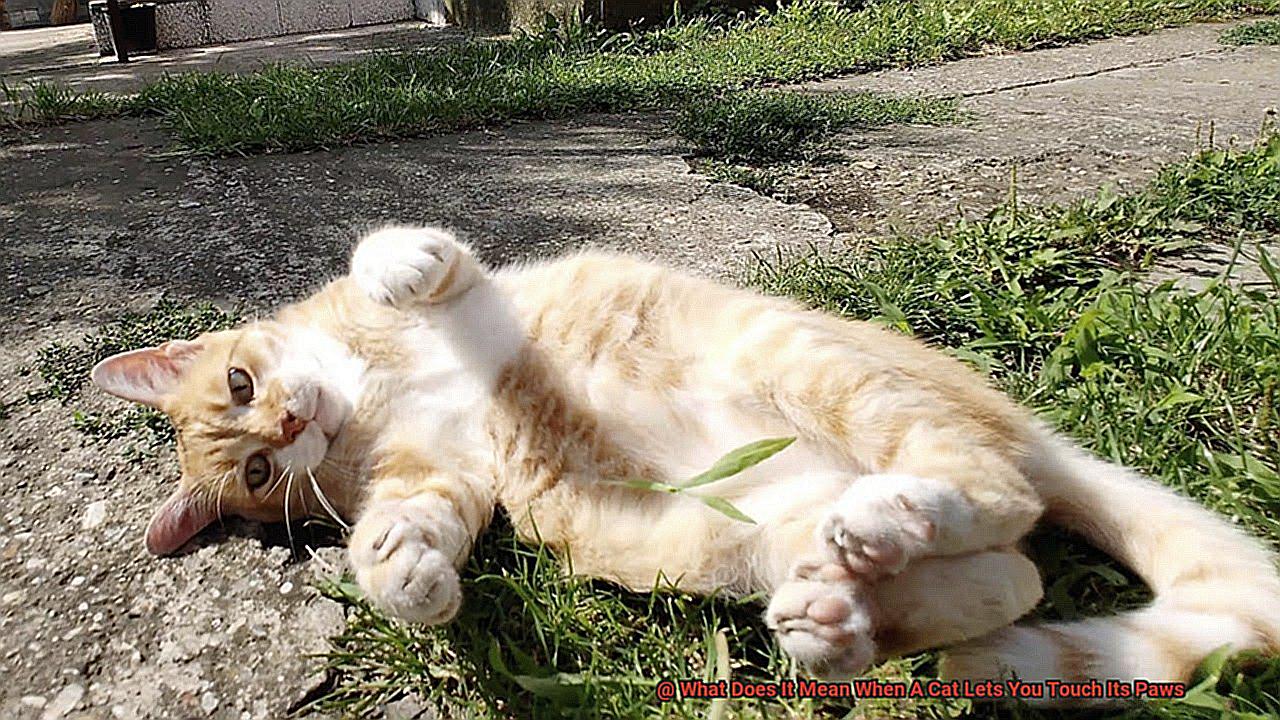 What Does It Mean When A Cat Lets You Touch Its Paws-4