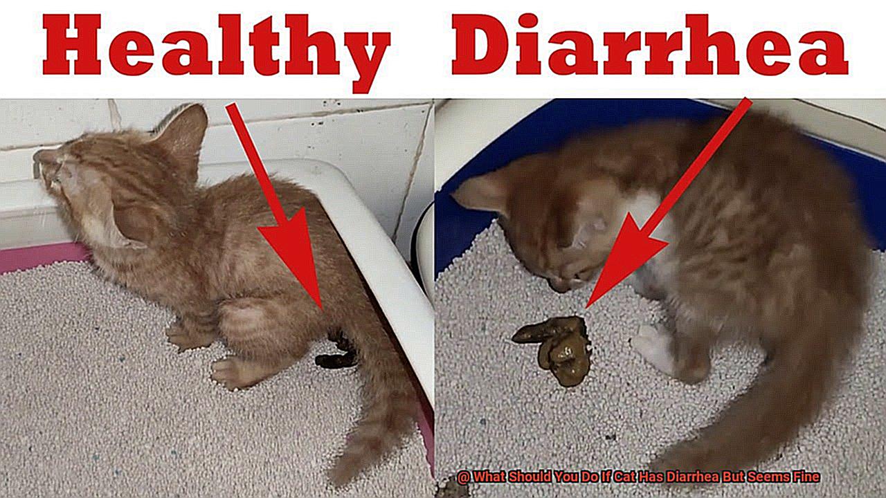 What Should You Do If Cat Has Diarrhea But Seems Fine-8