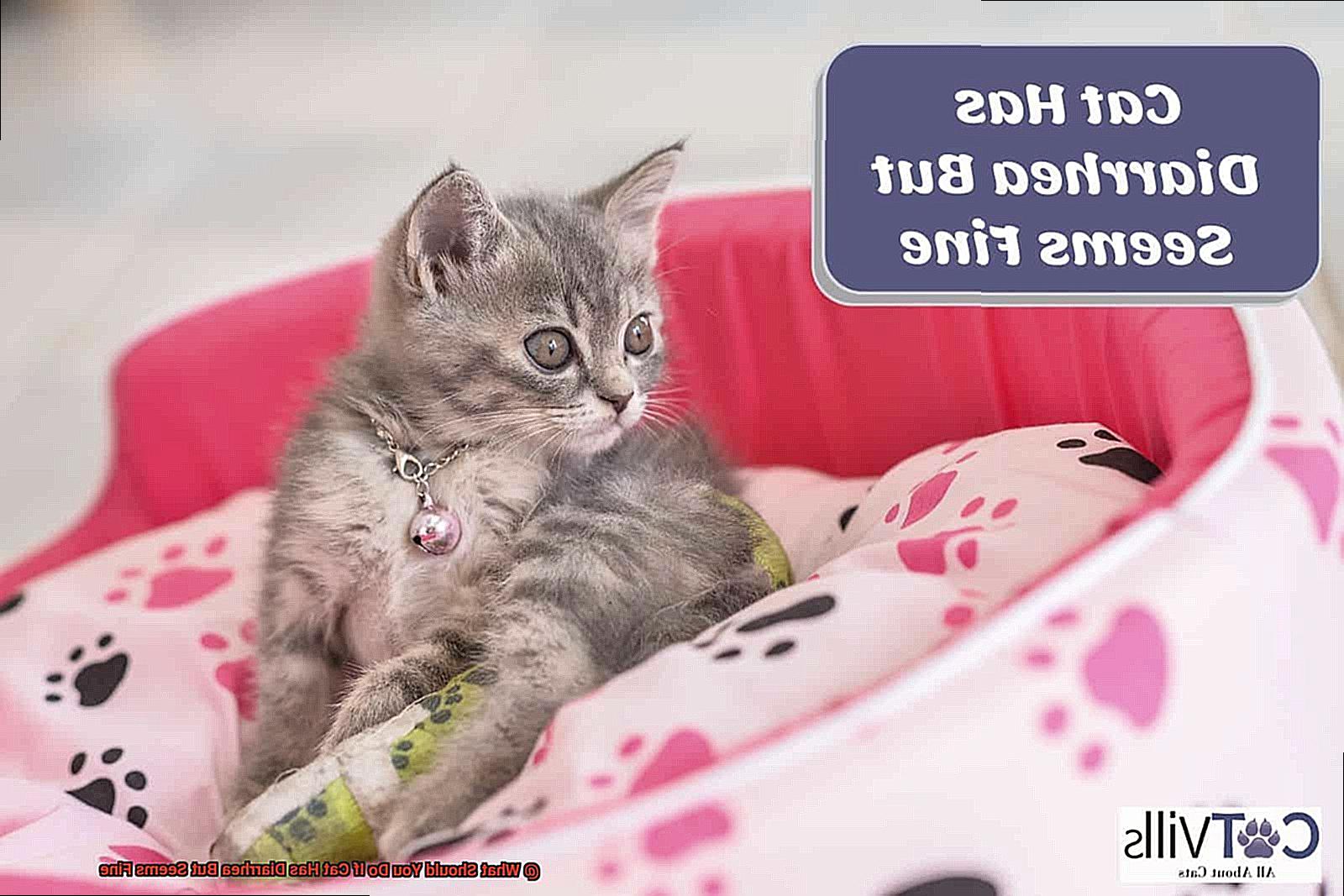 What Should You Do If Cat Has Diarrhea But Seems Fine-9