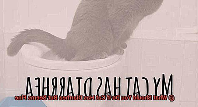 What Should You Do If Cat Has Diarrhea But Seems Fine-3