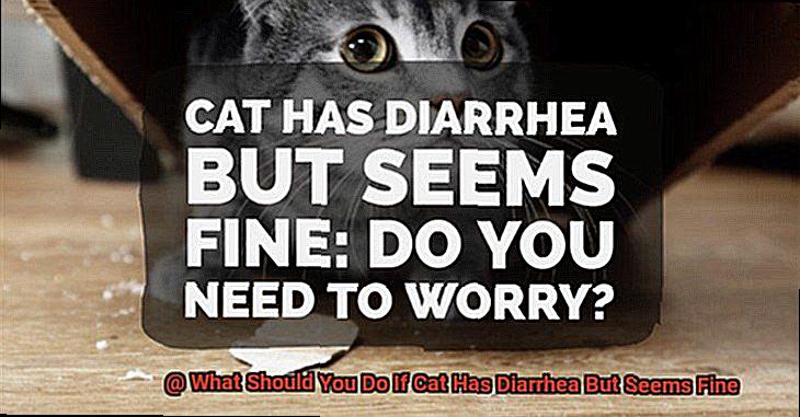 What Should You Do If Cat Has Diarrhea But Seems Fine-7