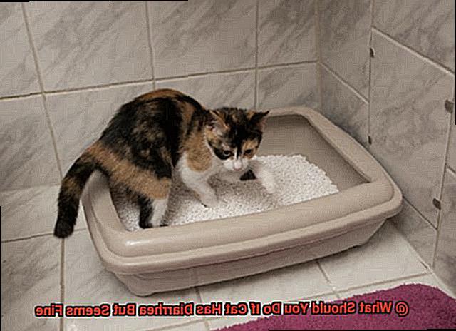 What Should You Do If Cat Has Diarrhea But Seems Fine-5