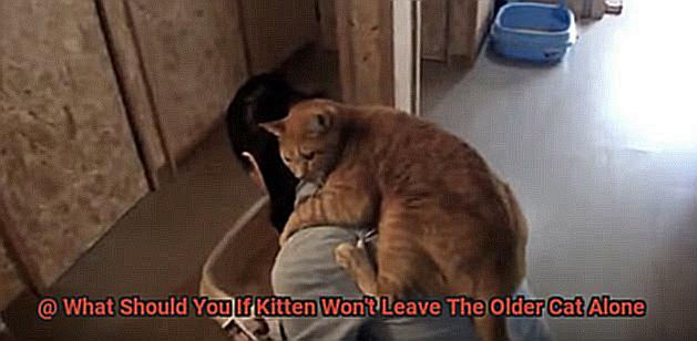 What Should You If Kitten Won't Leave The Older Cat Alone-4