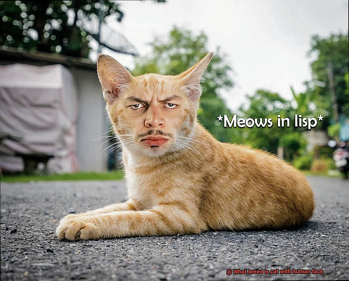 What breed is cat with human face-5