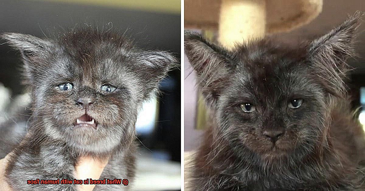 What breed is cat with human face-3