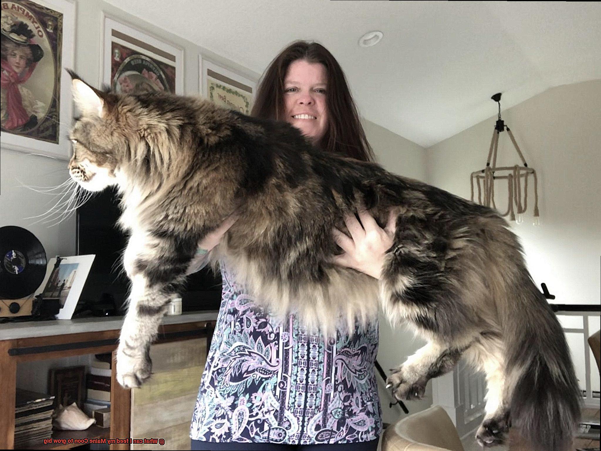 What can I feed my Maine Coon to grow big-6