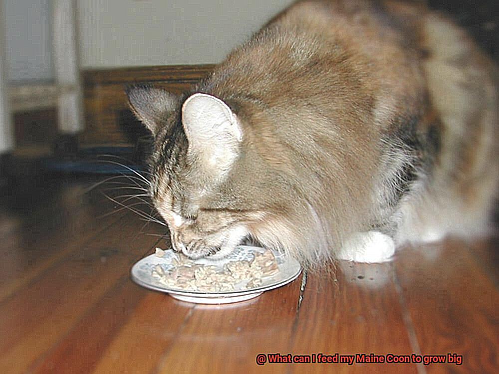 What can I feed my Maine Coon to grow big-4