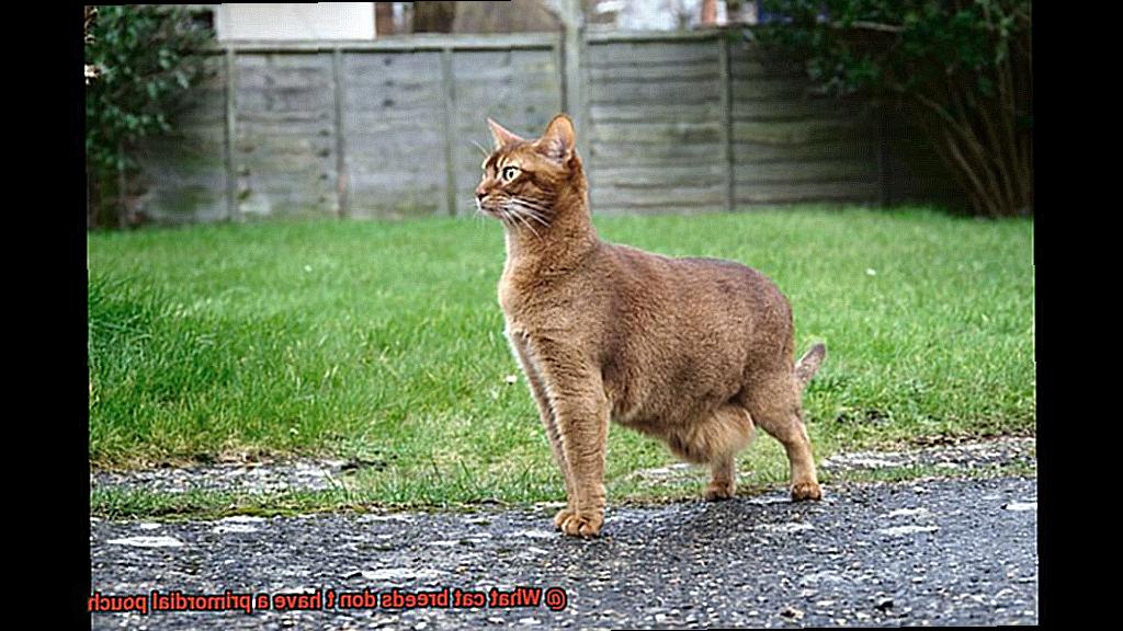 What cat breeds don t have a primordial pouch-2