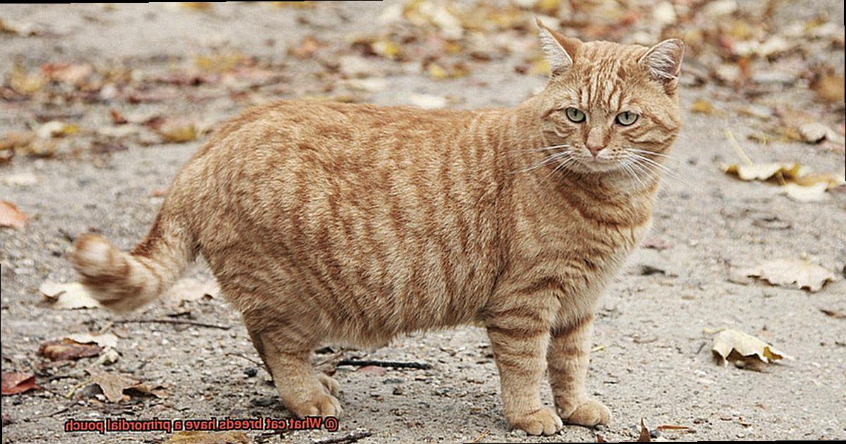 What cat breeds have a primordial pouch-2