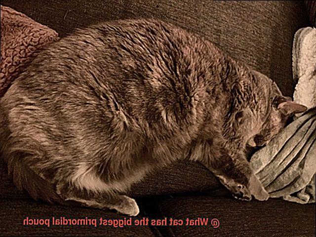 What cat has the biggest primordial pouch-5