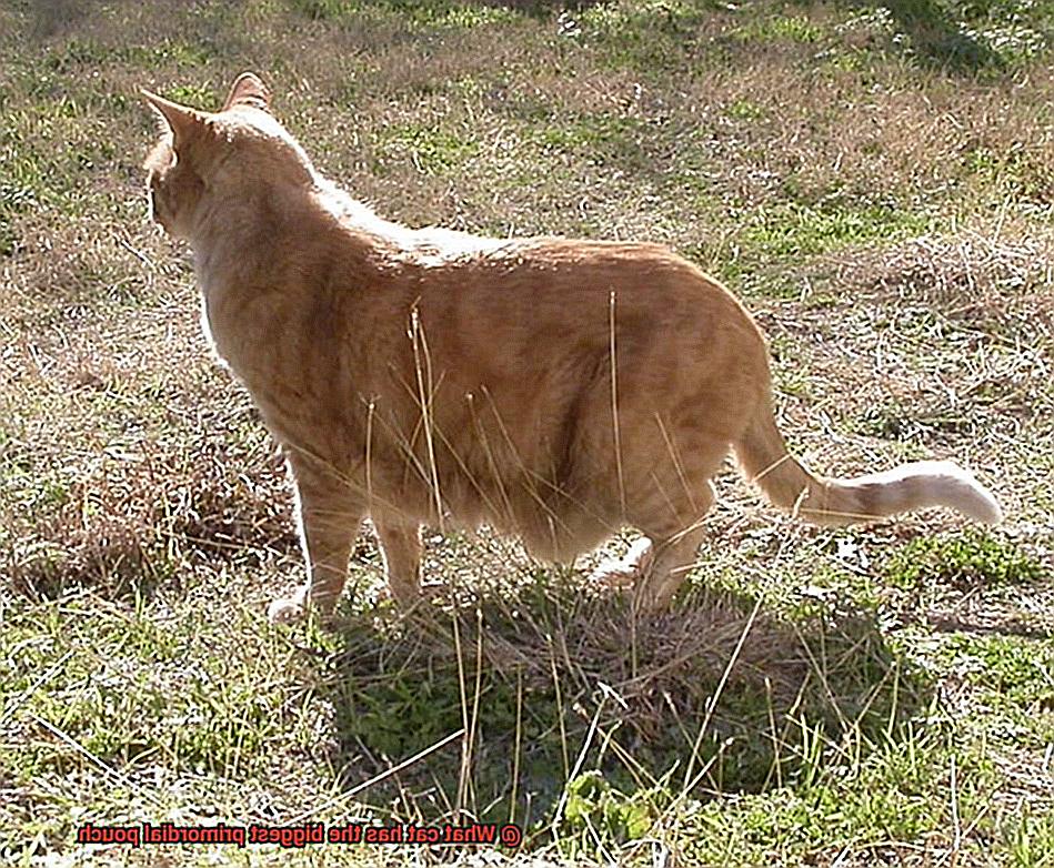 What cat has the biggest primordial pouch-3