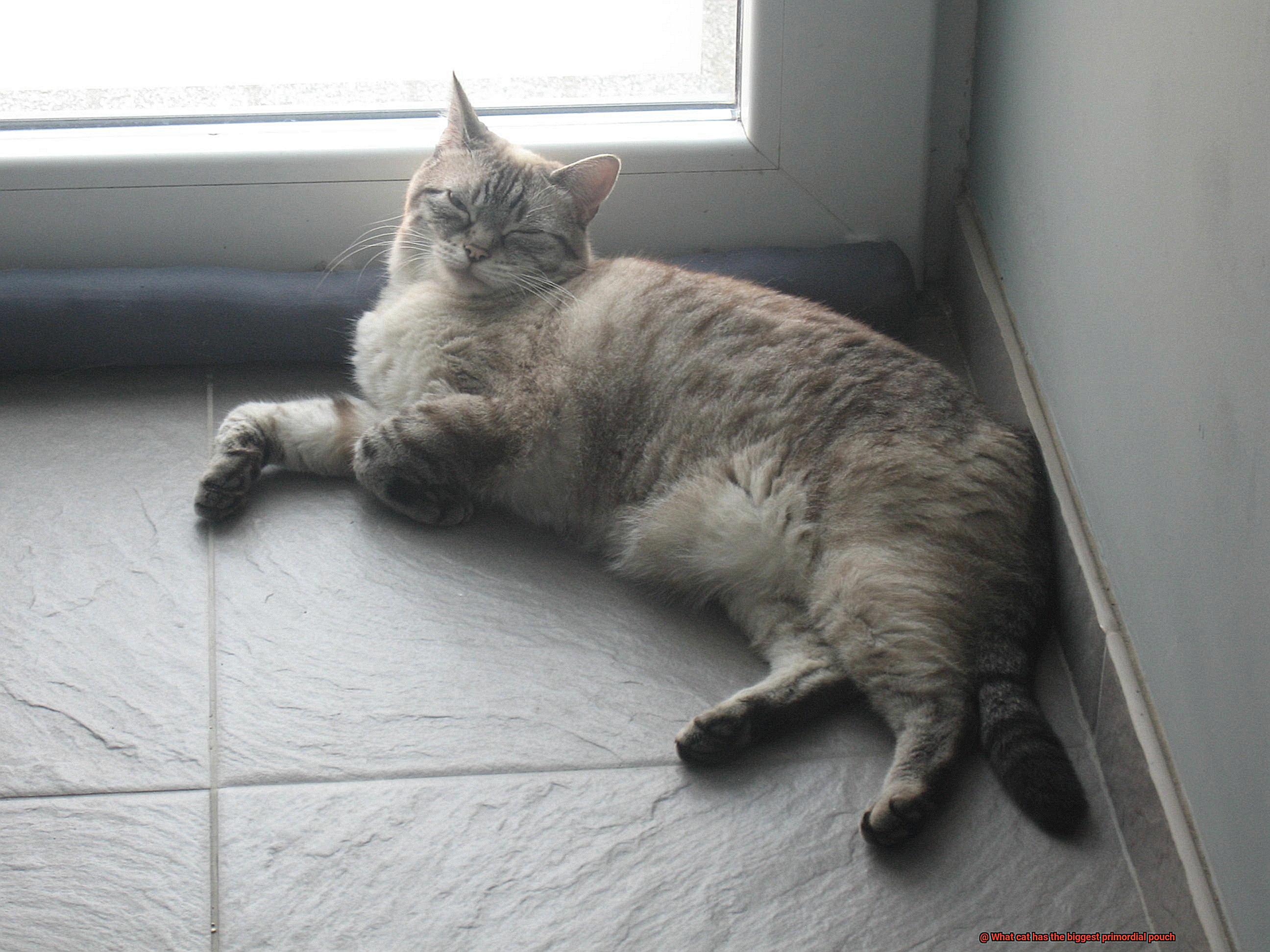 What cat has the biggest primordial pouch-2