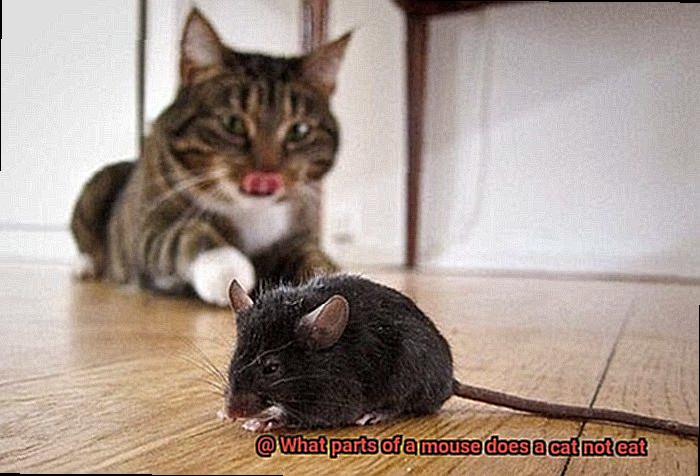 What Parts Of A Mouse Does A Cat Not Eat 21Cats what-parts-of-a-mouse-does-a-cat-not-eat-21cats