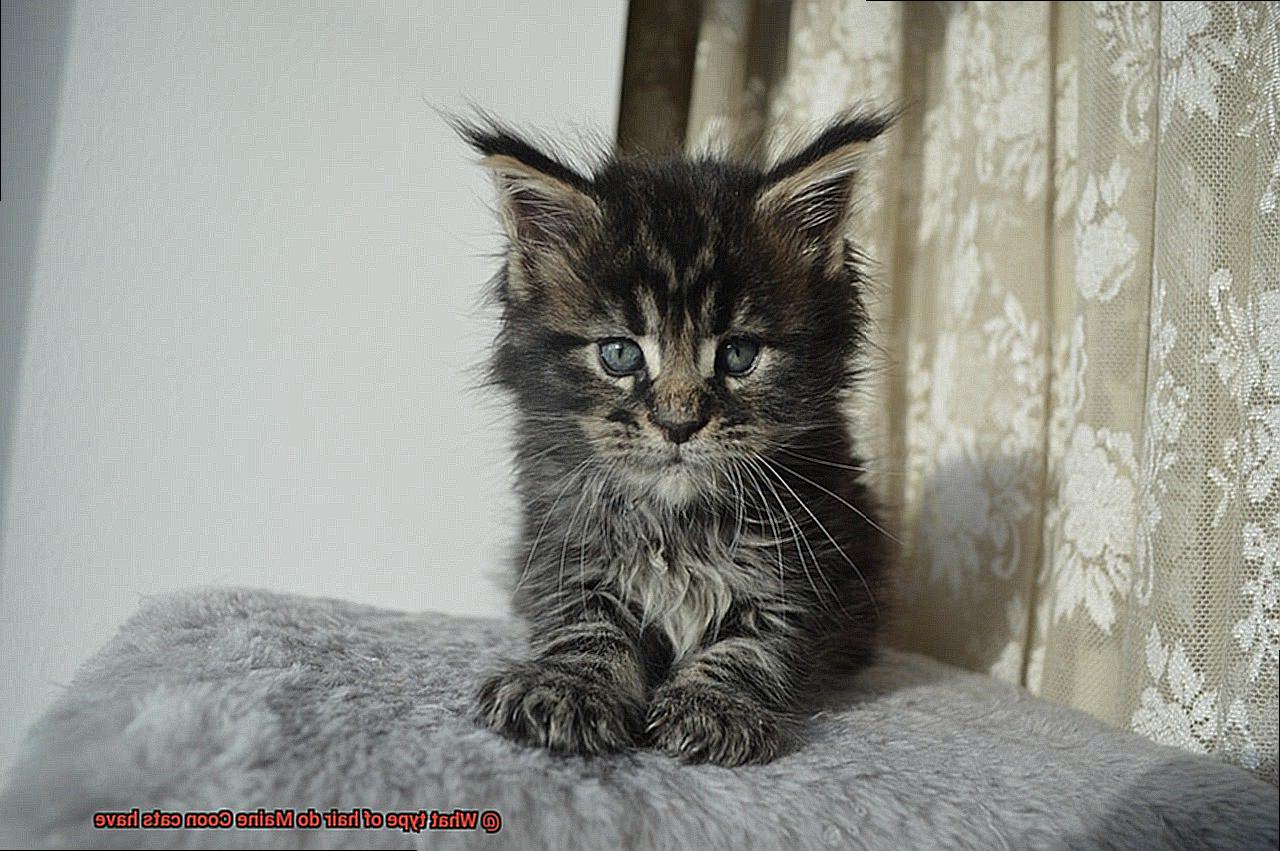 What type of hair do Maine Coon cats have-6