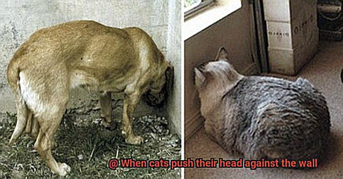 When cats push their head against the wall-6