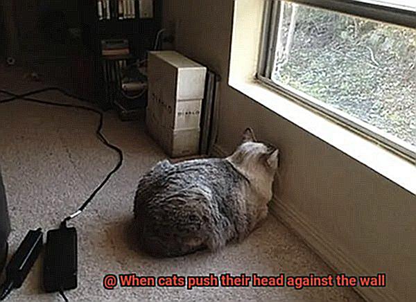 When cats push their head against the wall-2
