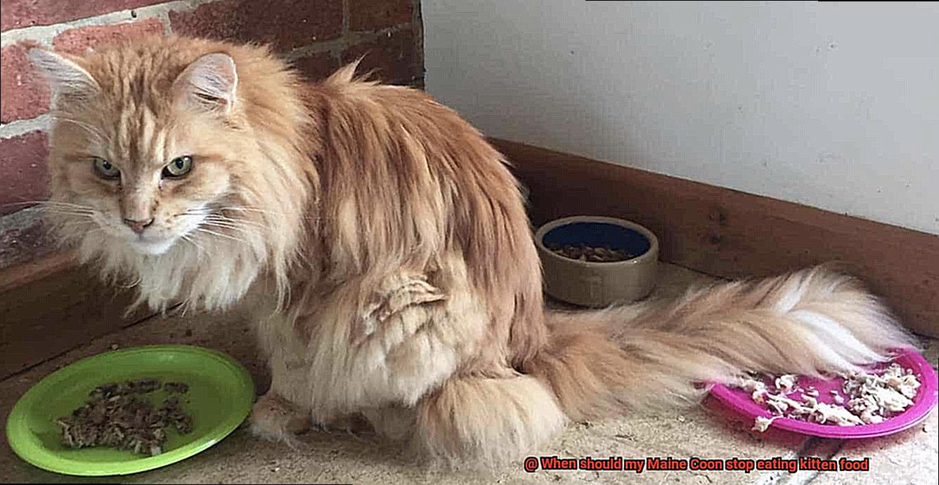 When should my Maine Coon stop eating kitten food-5