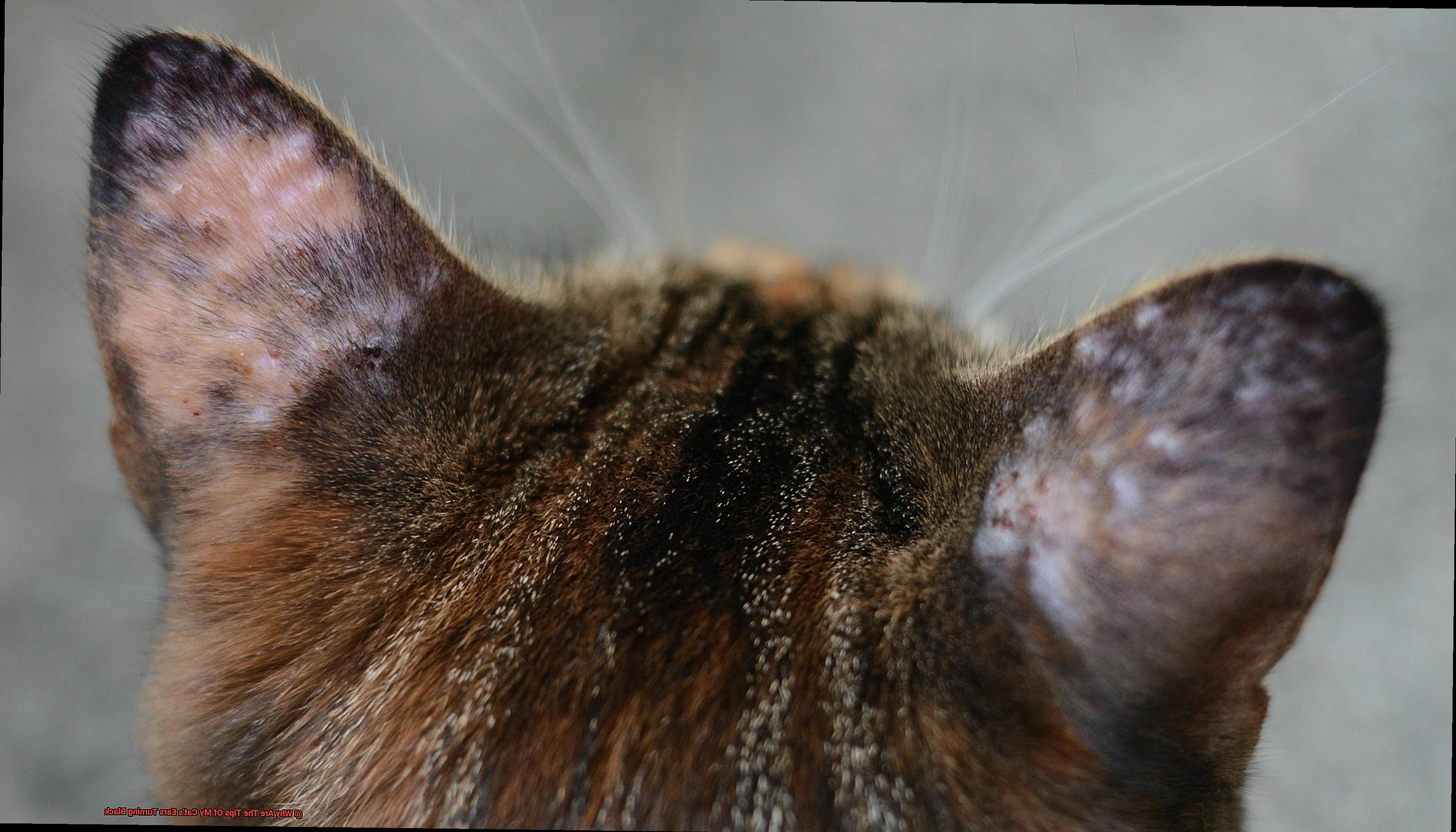 Why Are The Tips Of My Cat's Ears Turning Black-5