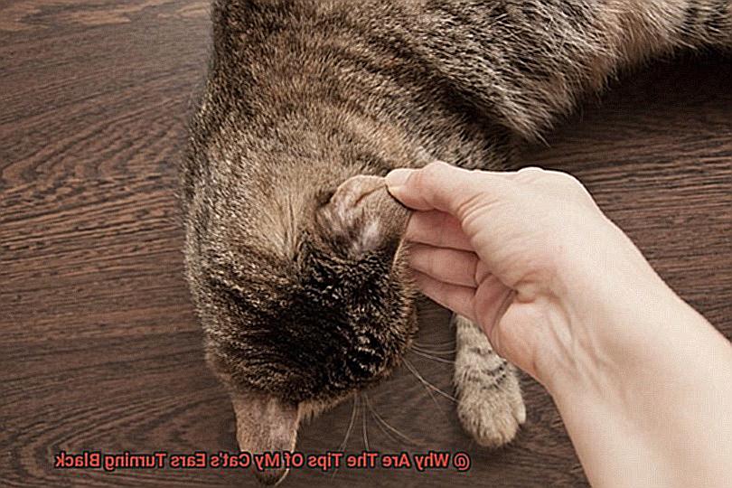 Why Are The Tips Of My Cat's Ears Turning Black-3